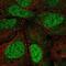 Argonaute RISC Catalytic Component 3 antibody, NBP2-57983, Novus Biologicals, Immunofluorescence image 