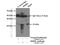 Malate Dehydrogenase 2 antibody, 15462-1-AP, Proteintech Group, Immunoprecipitation image 