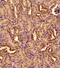 Dynamin 1 Like antibody, NB110-55288, Novus Biologicals, Immunohistochemistry paraffin image 
