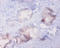 Metallothionein 1A antibody, A57677-100, Epigentek, Immunohistochemistry paraffin image 