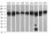 Dynamin 1 Like antibody, MA5-26255, Invitrogen Antibodies, Western Blot image 