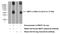 Bestrophin 1 antibody, 55012-1-AP, Proteintech Group, Western Blot image 