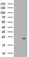 Interferon Induced Protein 35 antibody, MA5-25662, Invitrogen Antibodies, Western Blot image 