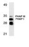 Acidic Nuclear Phosphoprotein 32 Family Member A antibody, LS-B3195, Lifespan Biosciences, Western Blot image 