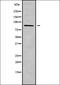 ADAM Metallopeptidase Domain 28 antibody, orb337959, Biorbyt, Western Blot image 