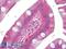 Mitogen-Activated Protein Kinase 8 antibody, LS-B7009, Lifespan Biosciences, Immunohistochemistry frozen image 
