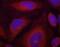 Synaptotagmin 1 antibody, MBS128561, MyBioSource, Immunofluorescence image 