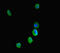 Lysine Demethylase 5C antibody, LS-C678430, Lifespan Biosciences, Immunofluorescence image 