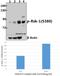 Ribosomal Protein S6 Kinase A1 antibody, A01058S380, Boster Biological Technology, Western Blot image 