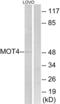 Solute Carrier Family 16 Member 3 antibody, abx014602, Abbexa, Western Blot image 