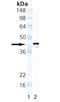 TNF Receptor Superfamily Member 17 antibody, LS-C343685, Lifespan Biosciences, Western Blot image 