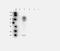 Elastin antibody, GTX37428, GeneTex, Western Blot image 