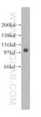 Spalt Like Transcription Factor 2 antibody, 12679-1-AP, Proteintech Group, Western Blot image 