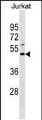 ELL Associated Factor 1 antibody, PA5-49059, Invitrogen Antibodies, Western Blot image 