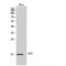 Nuclear Transport Factor 2 antibody, LS-C384973, Lifespan Biosciences, Western Blot image 