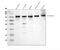 Forkhead box protein K1 antibody, A07015-2, Boster Biological Technology, Western Blot image 
