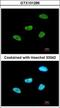 MEF2A antibody, GTX101286, GeneTex, Immunofluorescence image 