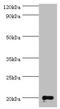 GM2 Ganglioside Activator antibody, A51505-100, Epigentek, Western Blot image 