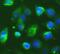 Interleukin-1 receptor-associated kinase-like 2 antibody, FNab10230, FineTest, Immunofluorescence image 