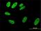 Serum Response Factor antibody, H00006722-M01, Novus Biologicals, Immunofluorescence image 