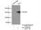 Phosphatidylinositol Transfer Protein Membrane Associated 1 antibody, 26983-1-AP, Proteintech Group, Immunoprecipitation image 