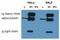 Tubulin Alpha 1a antibody, MA1-19209, Invitrogen Antibodies, Immunoprecipitation image 