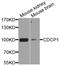 CUB Domain Containing Protein 1 antibody, A8254, ABclonal Technology, Western Blot image 