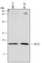 ISG15 Ubiquitin Like Modifier antibody, MAB4845, R&D Systems, Western Blot image 
