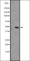 DOT1 Like Histone Lysine Methyltransferase antibody, orb335300, Biorbyt, Western Blot image 