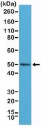 BAG family molecular chaperone regulator 1 antibody, NBP2-77409, Novus Biologicals, Western Blot image 