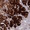 N-Deacetylase And N-Sulfotransferase 2 antibody, HPA051515, Atlas Antibodies, Immunohistochemistry frozen image 