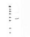 Interleukin 27 antibody, PA5-79492, Invitrogen Antibodies, Western Blot image 