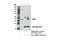 Salvador Family WW Domain Containing Protein 1 antibody, 13301S, Cell Signaling Technology, Immunoprecipitation image 