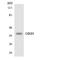 Olfactory receptor 89  antibody, A30926, Boster Biological Technology, Western Blot image 