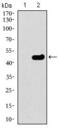 Tubulin beta-2A chain antibody, GTX60773, GeneTex, Western Blot image 