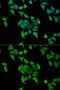 Hemopexin antibody, GTX54150, GeneTex, Immunofluorescence image 