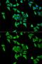 Hemopexin antibody, GTX54150, GeneTex, Immunofluorescence image 
