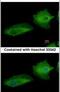 Transglutaminase 2 antibody, PA5-29356, Invitrogen Antibodies, Immunofluorescence image 