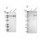 Striatin 3 antibody, PA5-52085, Invitrogen Antibodies, Western Blot image 