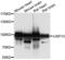 Ubiquitin Specific Peptidase 13 antibody, PA5-76551, Invitrogen Antibodies, Western Blot image 