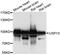 Ubiquitin Specific Peptidase 13 antibody, PA5-76551, Invitrogen Antibodies, Western Blot image 