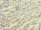Kynurenine Aminotransferase 3 antibody, LS-C371545, Lifespan Biosciences, Immunohistochemistry frozen image 