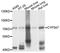Cytochrome P450 Family 3 Subfamily A Member 7 antibody, A10026, ABclonal Technology, Western Blot image 