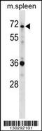 SH3 Domain Binding Protein 2 antibody, 58-642, ProSci, Western Blot image 