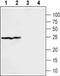 Sigma Non-Opioid Intracellular Receptor 1 antibody, PA5-77467, Invitrogen Antibodies, Western Blot image 