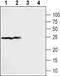 Sigma Non-Opioid Intracellular Receptor 1 antibody, PA5-77467, Invitrogen Antibodies, Western Blot image 