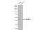 Suppressor Of Variegation 3-9 Homolog 1 antibody, NBP2-17086, Novus Biologicals, Western Blot image 