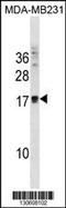 Ankyrin Repeat Domain 37 antibody, 60-546, ProSci, Western Blot image 