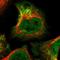 Bromodomain And PHD Finger Containing 3 antibody, HPA022787, Atlas Antibodies, Immunofluorescence image 