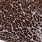 Carboxylesterase 4A antibody, NBP1-90638, Novus Biologicals, Immunohistochemistry frozen image 